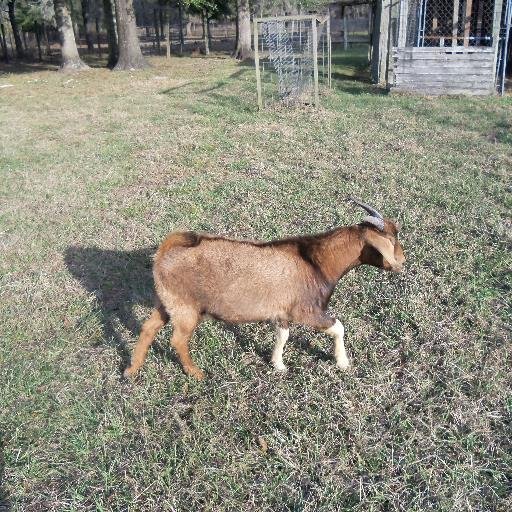 We are a small farm.  We raise meat goats, vegetables in season, and plants.  
we sell retail or wholesale