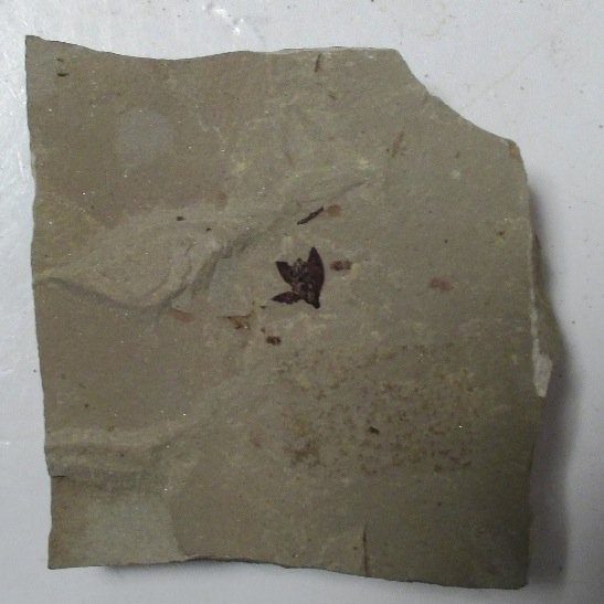 plant related subjects and fossils collecting my admin groups Facebook amber / copal plant inclusion  plant fossil collector and  collection