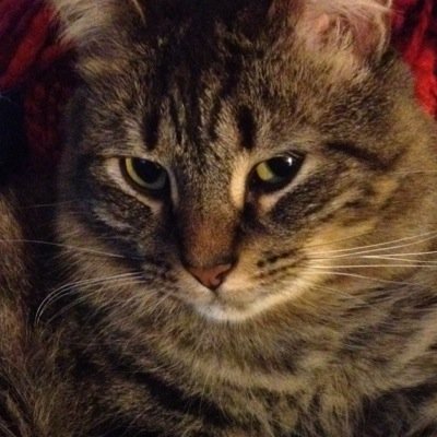 three year old maine coon