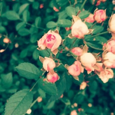 みすけし