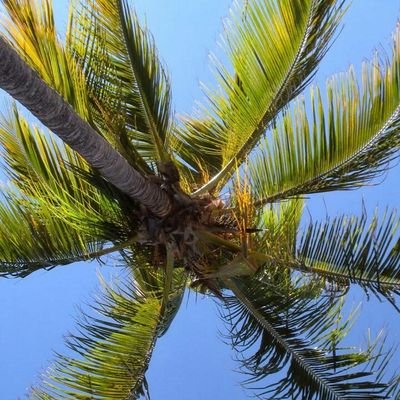 mellsieamber's profile picture. 