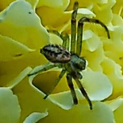 lindhorstmarge1's profile picture. 