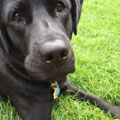 official_ella_m's profile picture. A black lab just loving life ☺️ I enjoy long walks and chewing bones!⭐️Born July 16th 2013 and adopted September 24th 2013❤️