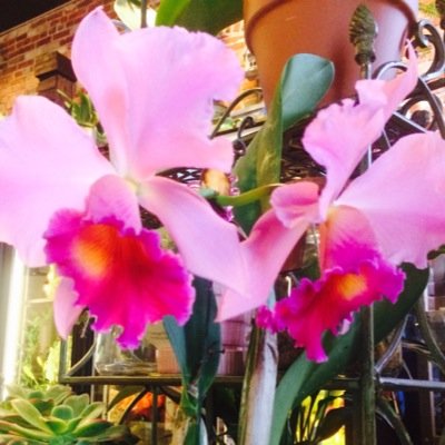 urbanorchidity's profile picture. Custom floral and gift boutique.