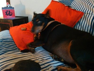 I am a 5 Yr Old Min DOXIE MOLI CHILI PASSED 2/7/2017RIP CHILI IM NEW BUDDI HERE TO KEEP MOLI COMPANY IM A DOXIE MIX TY FOR RESCUING ME RESCUE STRONG BUDDI