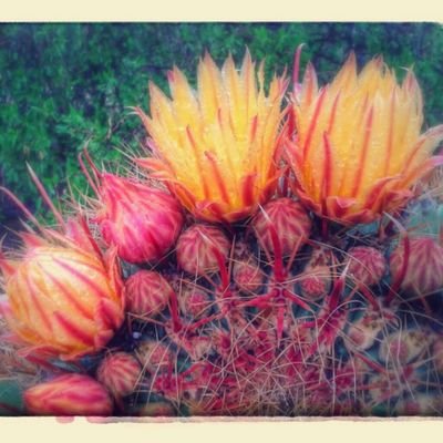 ninshark's profile picture. the Willard of cats