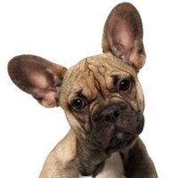 Guelph Lost Pets (@guelphlostpets) 's Twitter Profile Photo Guelph Lost Pets (@guelphlostpets) 's Twitter Profile Photo