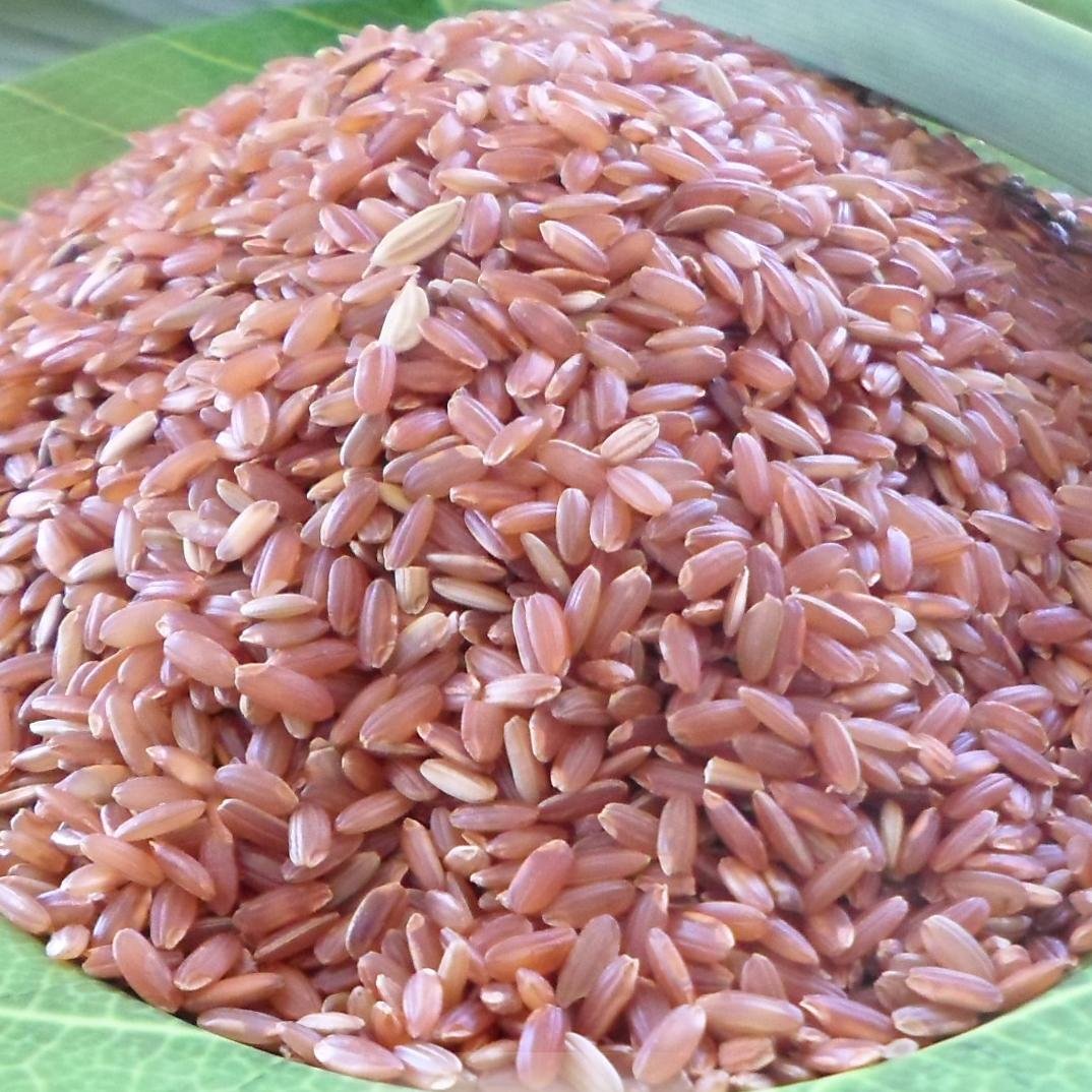 Beras Nini Pari Sehat berkwalitas : beras merah, beras putih, ketan merah dan ijin