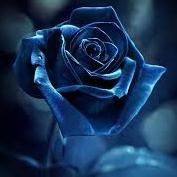 BooksNight's profile picture. 