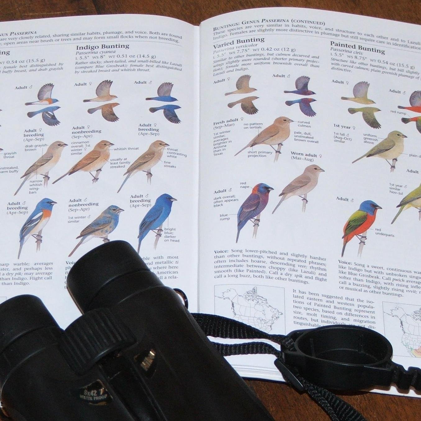 BirdersLibrary Profile Picture