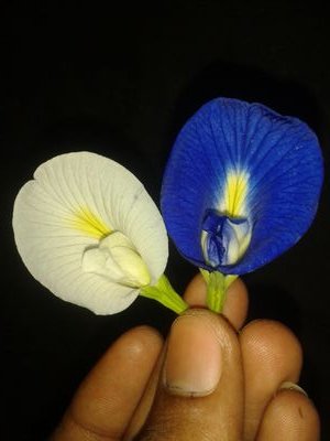 shahidarshi99's profile picture. student