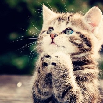 死ぬほどかわいい動物画像 動画 Prettyanimal07 Twitter 死ぬほどかわいい動物画像 動画 Prettyanimal07 Twitter