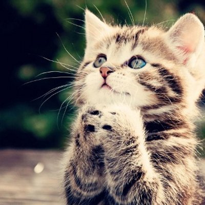死ぬほどかわいい動物画像 動画 Prettyanimal07 Twitter 死ぬほどかわいい動物画像 動画 Prettyanimal07 Twitter
