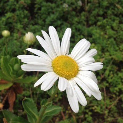 こっちが[command]で、こっちが[option]
そして私は[esc]、即刻強制終了よ♪