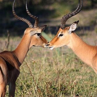 BeyondTheHerd's profile picture. GCU's free personal dating service. to sign up simply Email us for your Thundermatch® and we will find your match! *no affiliation with any University*