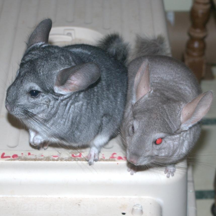 ChillyZumaZayle's profile picture. Six of us!