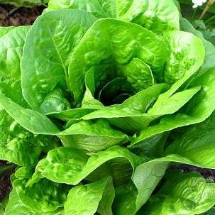 LechugaMaster's profile picture. I like hentai.