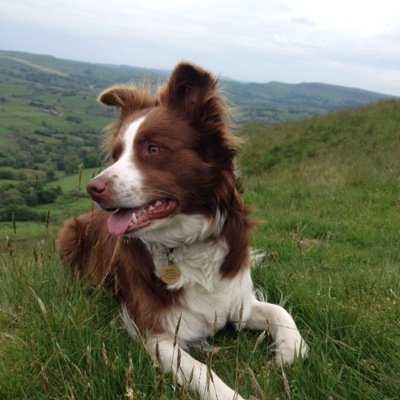 drabblemark Profile Picture