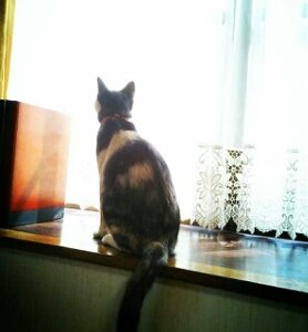 三毛猫と暮らす団体職員。