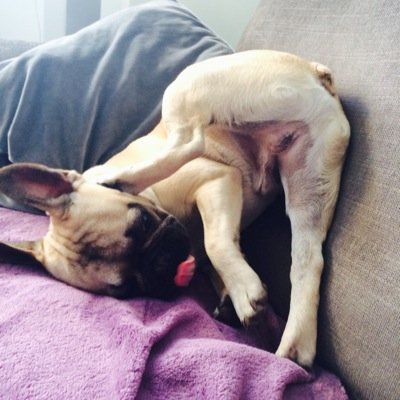Oh hai, my name is Yuki, I am a little French Bulldog. My favourite things are bones, balls, sleeping and cuddles. I have a flatulance problem.