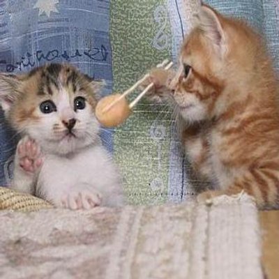 かわいい 面白い 動物 Omoroi Animals Twitter かわいい 面白い 動物 Omoroi Animals Twitter
