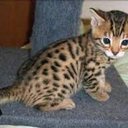 aurora Rossi - @auryfarfalla201 - Twitter