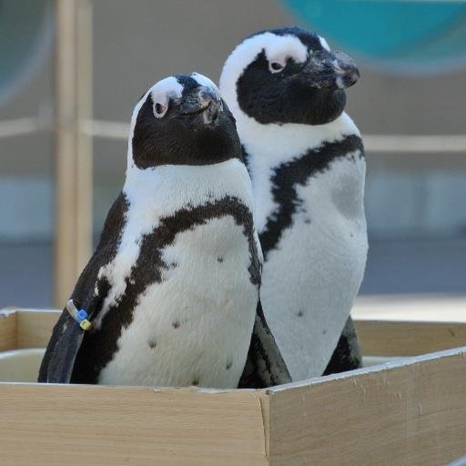 211snowcountry's profile picture. 60代後半です。
主に土日に散歩しながら、船とか風景とかを撮影しています。
猫が好き。
ユーミン、オフコースの曲が好き（デビュー当時から聴いています）。
宝塚歌劇をたまに観に行っています。クラシックバレエもごくたまに観に行きます。