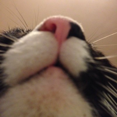 猫とロックに溺れる   Happiness is real when shared