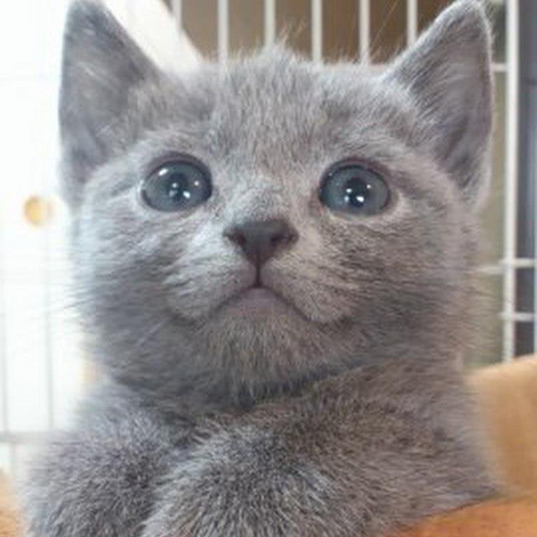 m_monja's profile picture. スーパー戦隊と仮面ライダーが大好き。特に戦隊は第1作からリアルタイムで推し続けてます。未来永劫。スーパー戦隊魂ライブに毎年参戦。テニミュ沼ハマり中。ロシアンブルー２猫娘あり。自由気ままなごちゃまぜツイになりますのでご了承ください。