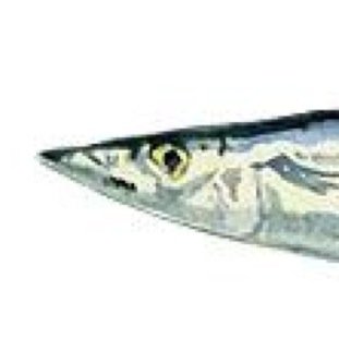 yuzukinkan's profile picture. 井の中のサンマ、大海を知らず