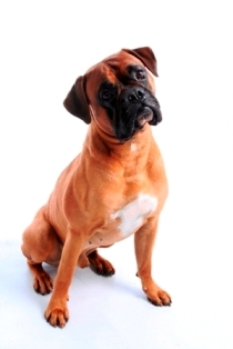 melbvet's profile picture. MVSC provides vet clinics in Vic with a range of specialist services, including Internal Medicine, Surgery, Dermatology, Oncology, and Behavioural Medicine.