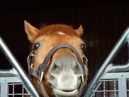 kowase0826's profile picture. 前のは入れなくなりやしたw競馬とももクロとお酒が大好きな牡32デコノフです。