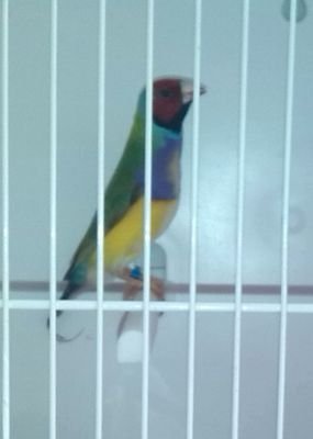 LopezAlonso5's profile picture. Cazador, criador de podenco andaluz talla chica y grande. Criador nacional, canaricultor. Pasion por la fauna y el campo.