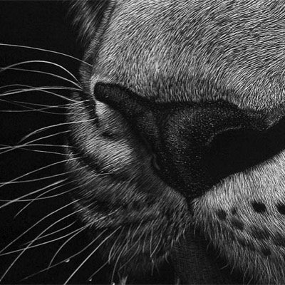 LuluFucker's profile picture. I like Tits and beautiful pussys. Follow me and I'll follow back. Dm me if you want more! ;)