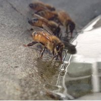 Bee Local Apiaries (@b_loc_apiaries) 's Twitter Profile