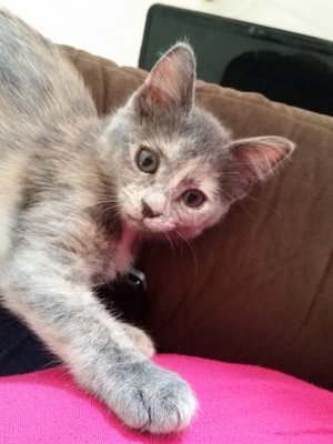 shellykreiling's profile picture. 