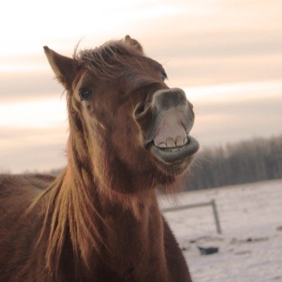 Paint Horse relates. Behind the scenes of owning a Paint.