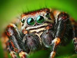 Just a harmless spider
