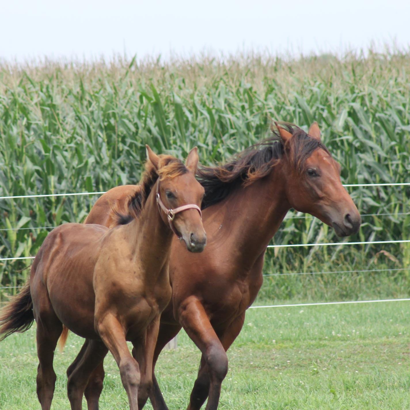 Haney Horse Farm