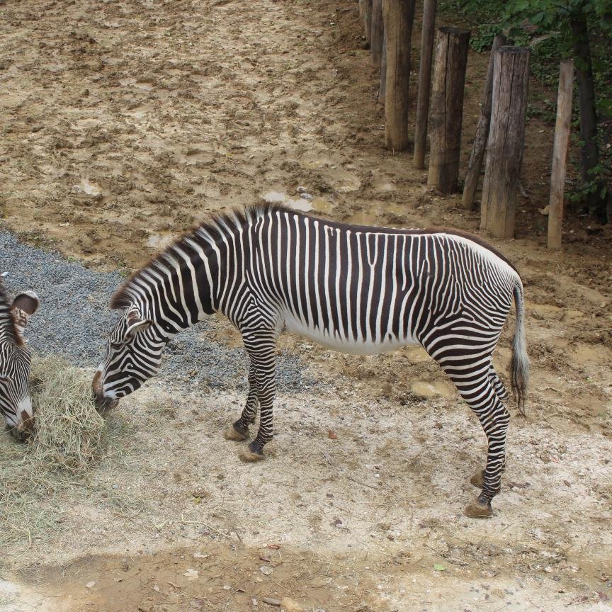 13dashav's profile picture. 