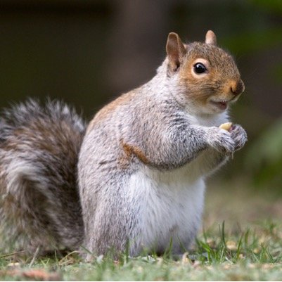What manner of squirrel ought ye to be?