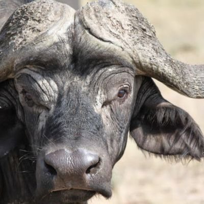 NyatiOne's profile picture. Think lightly of yourself and deeply of the world | Momento Mori