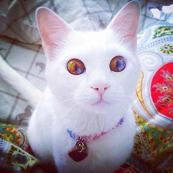 zombipiratka's profile picture. 