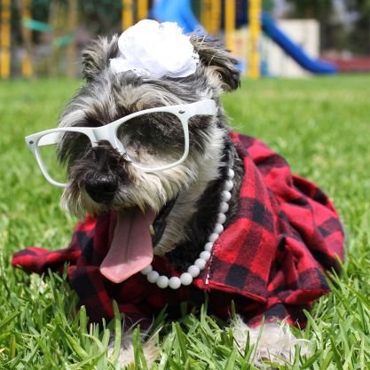 We are a new 'Doggy Boutique' specializing in Handmade dog clothes, Accessories and more! We are always looking for furry models!