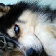 Im Rain, one wolf, one world, a million questions. #Female Mate: none pups: none