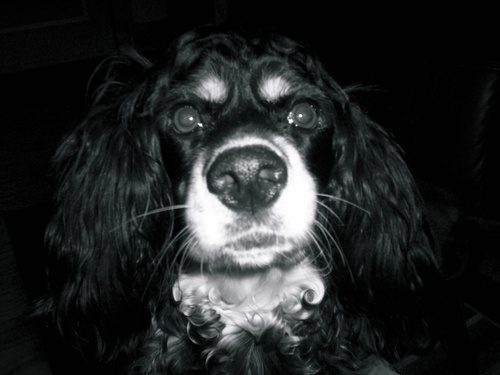 snuggies4dogs's profile picture. Snuggies for people are great but dont forget your puppy dog!