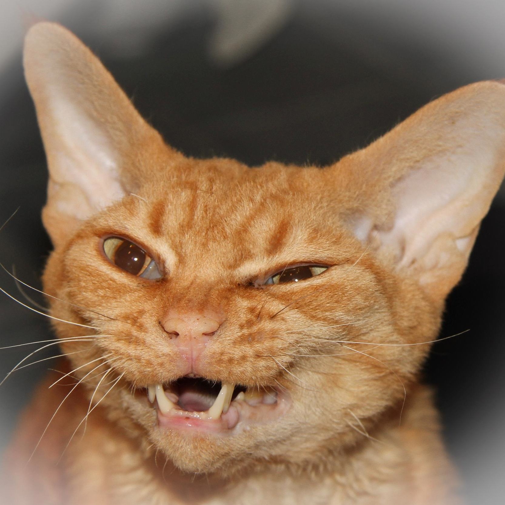 OveBjoer's profile picture. 