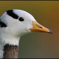 Mr Duck (@loadsofducks) 's Twitter Profile