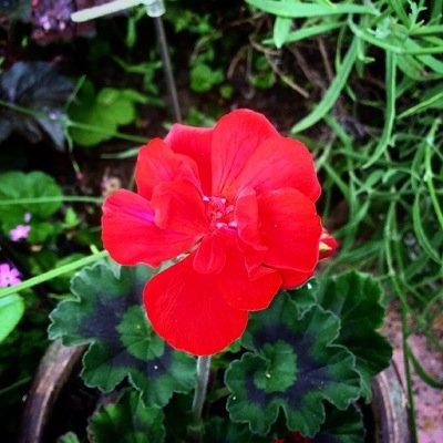 CherryTuesday13's profile picture. 