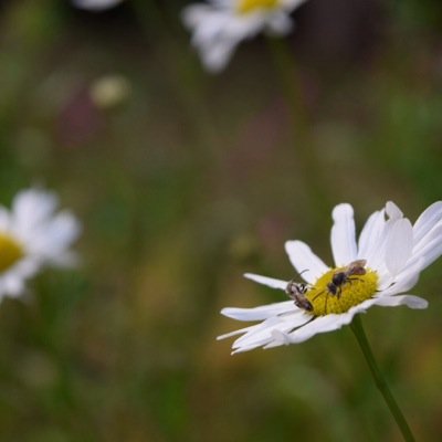 mjmoughal's profile picture. 